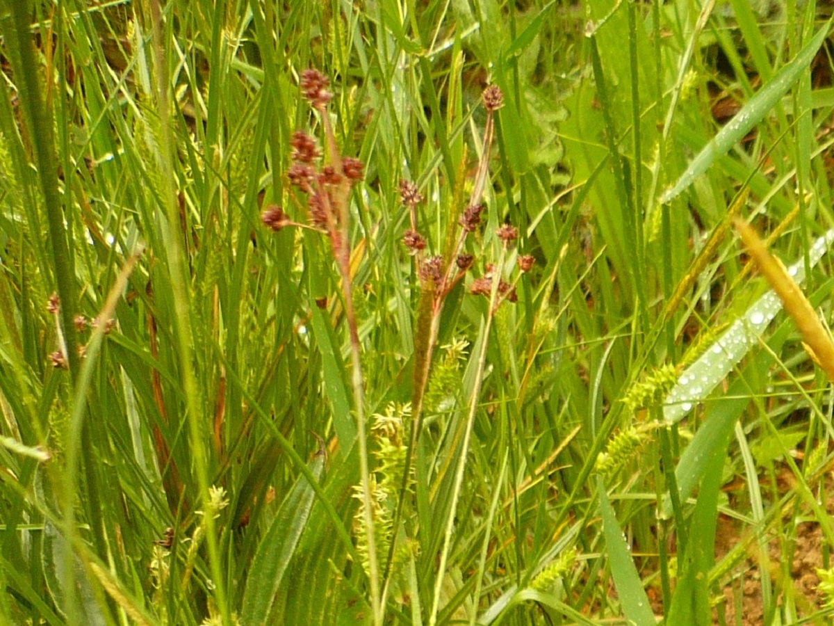 Luzula multiflora subsp. multiflora (Juncaceae)